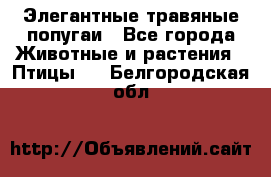 Элегантные травяные попугаи - Все города Животные и растения » Птицы   . Белгородская обл.